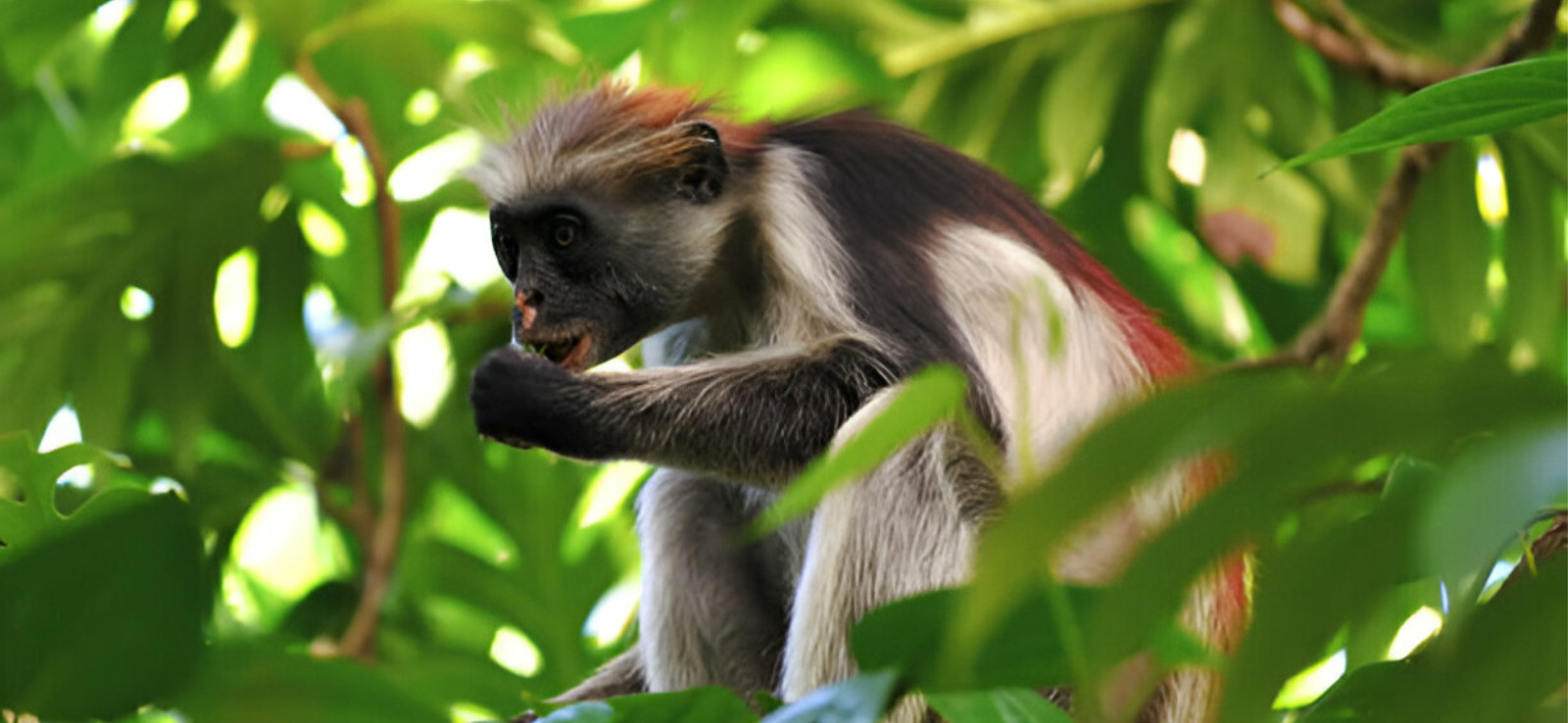 Day 3: Jozani Forest & Cultural Visit